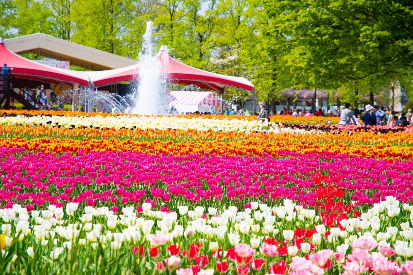 When is Japan’s Tonami Tulip Fair held?